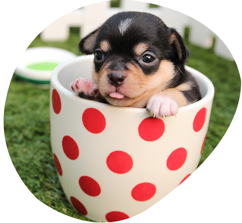 A puppy sitting in a cup.