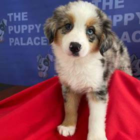 Australian Shepherd