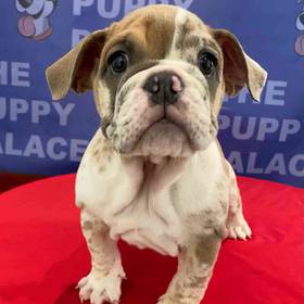 American Bulldog