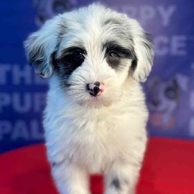 F1B Mini Sheepadoodle