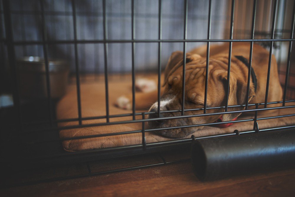 A boxer dog sleeping inside a crate.