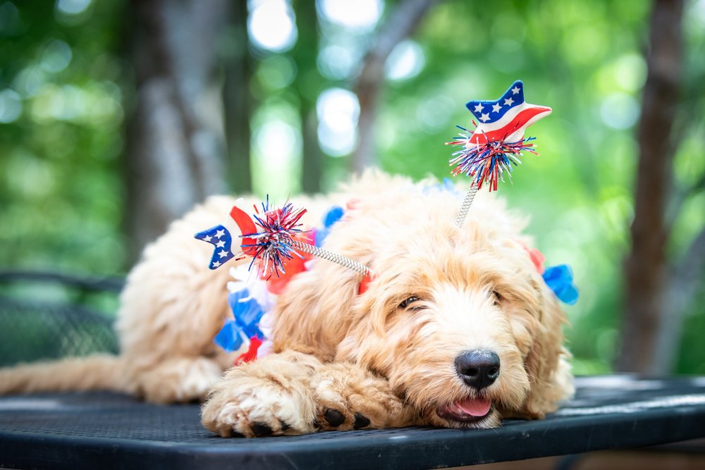 A dog wearing a patriotic head bopper headband.