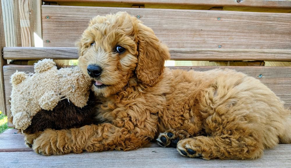 A goldendoodle puppy chewing on a stuffed toy.