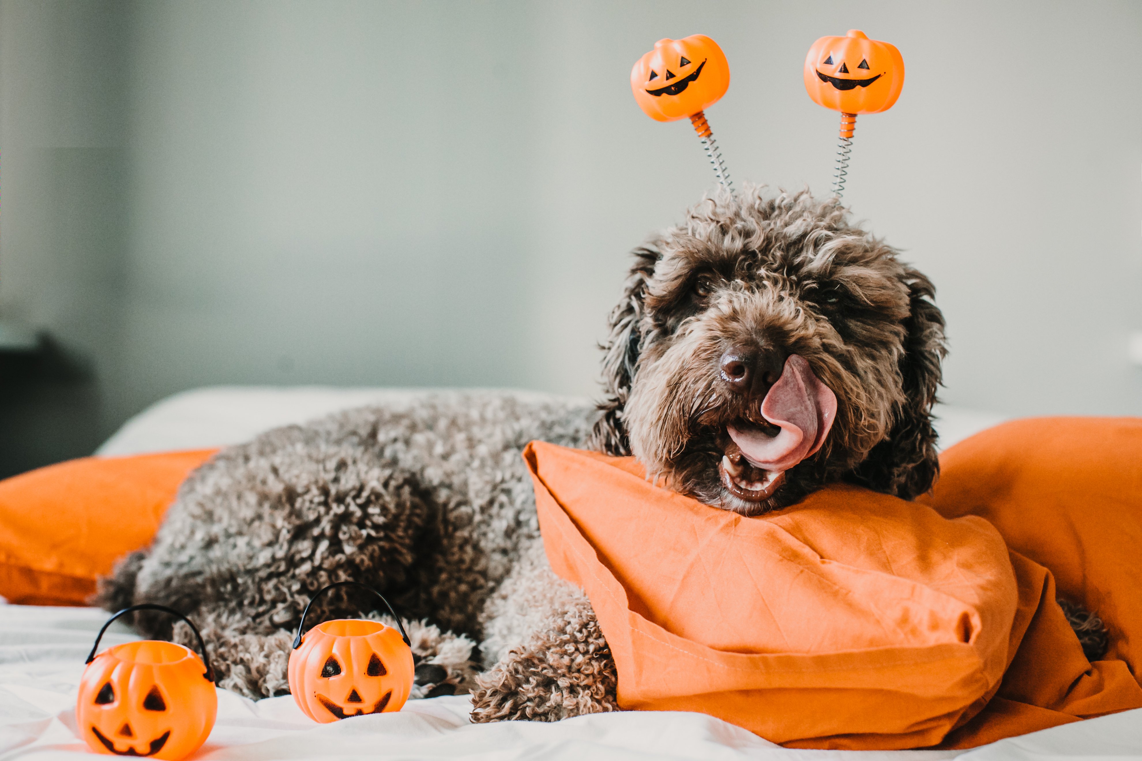A brown curly haired dog wearing an orange halloween-themed head bopper headband.