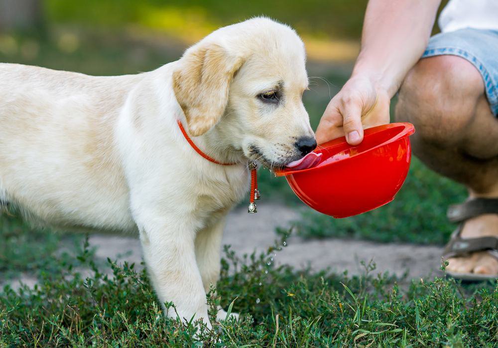A labrador retriever puppy drinking water from a red bowl.