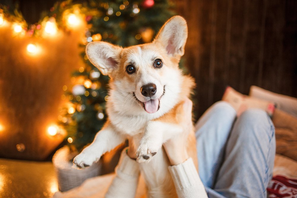 A person holding a corgi in front of a Christmas tree.