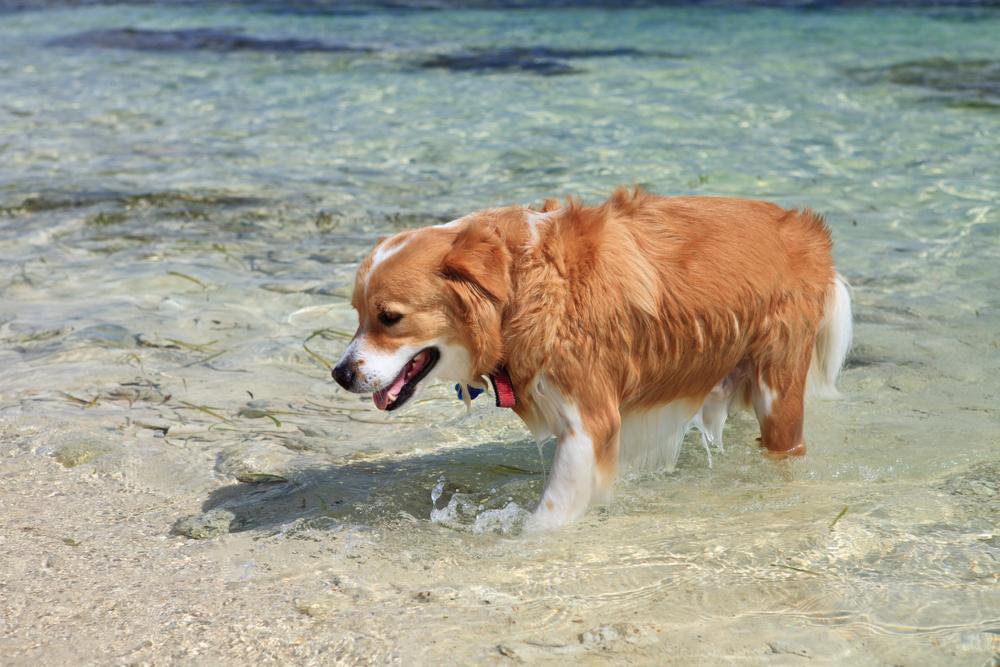 A red and white dog cooling off in the water.