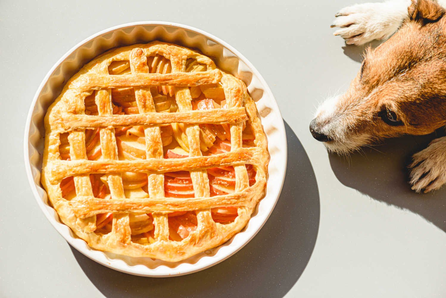 A bird's eye view of a brown and white dog staring at an apple pie.