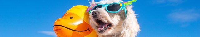 A dog wearing sunglasses with a yellow swim ring.