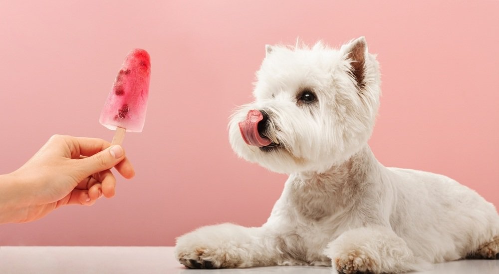 A West Highland White Terrier licking its face at being offered a popsicle.