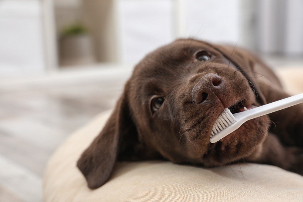 A brown labrador retriever getting its teeth brushed.