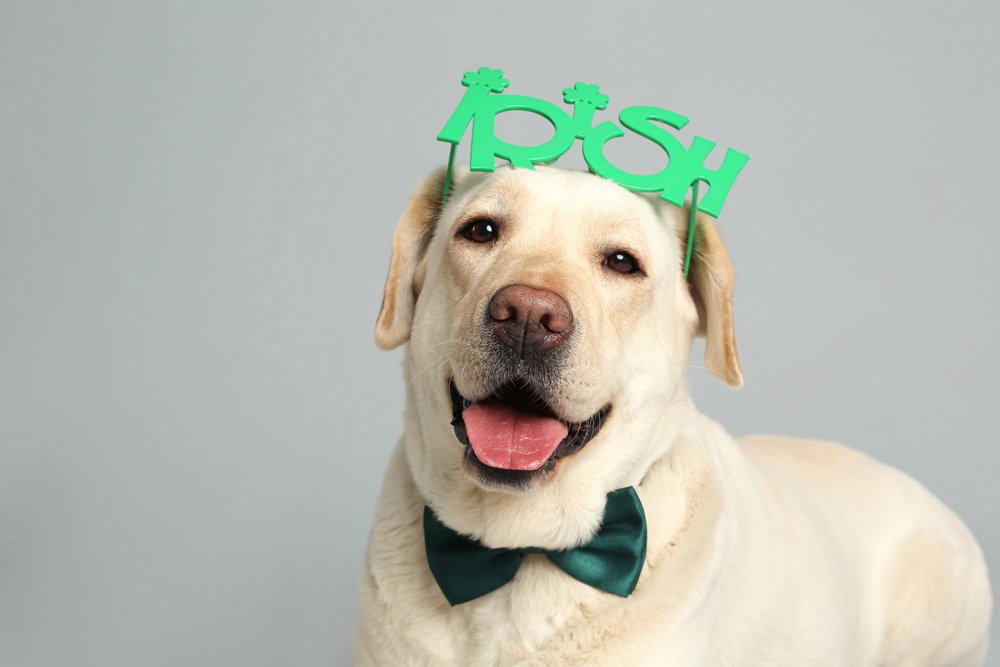 A labrador retriever dog wearing a pair of green clover-shaped glasses and a green bowtie.