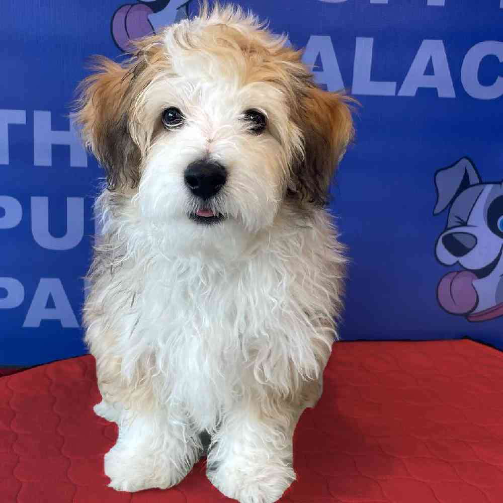 Male Aussiechon Puppy for sale