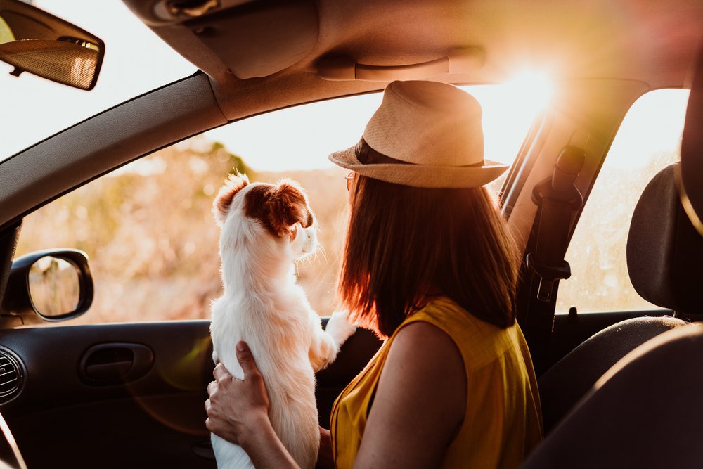 A jack russell terrier looking out of a car window with its owner.